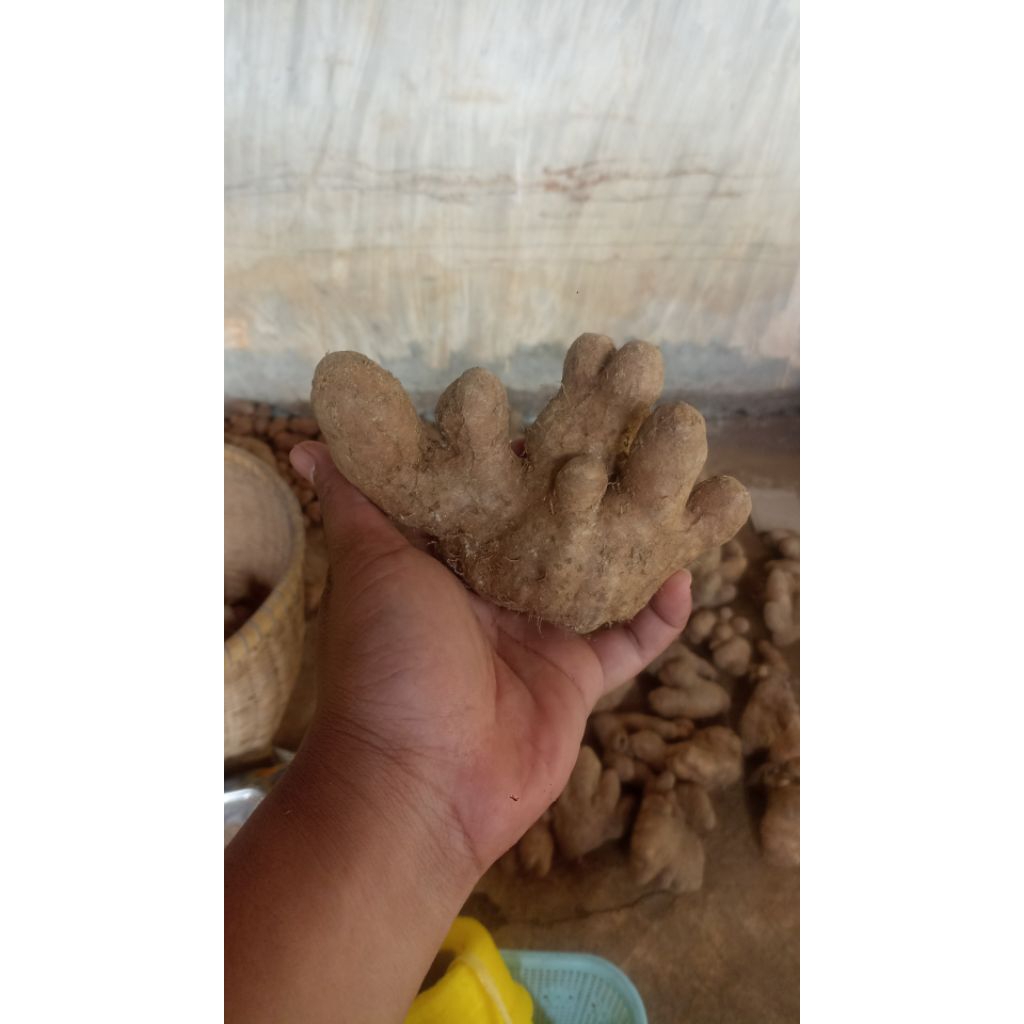 

Gembili/Umbi Gembili,500gram.