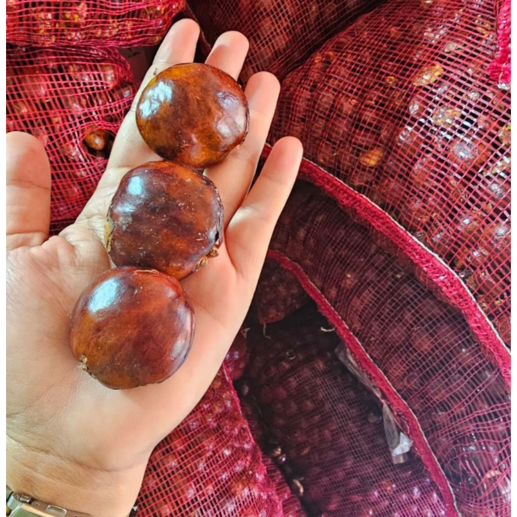 

jengkol tua super harga per 1kg