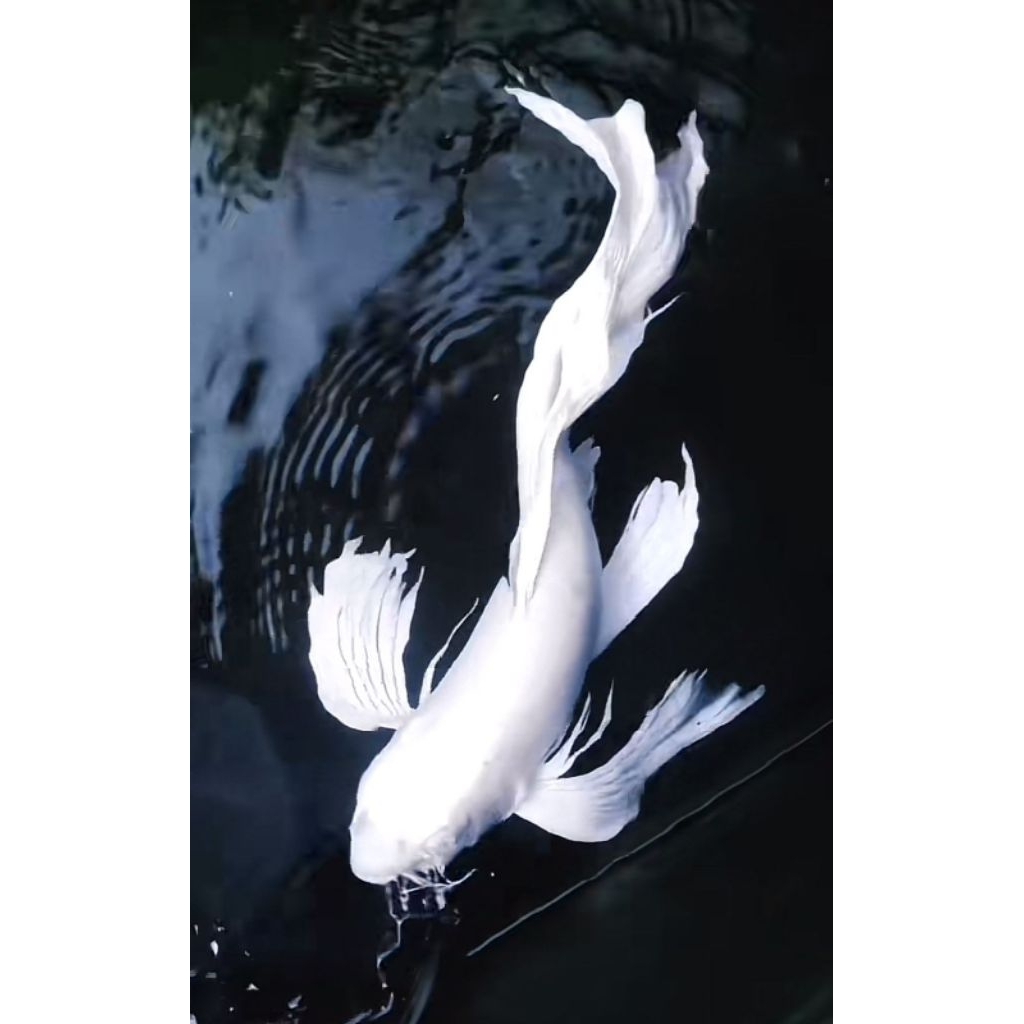 koi Platinum Paketan 7 Ekor 5-9cm  Bonus Pakan