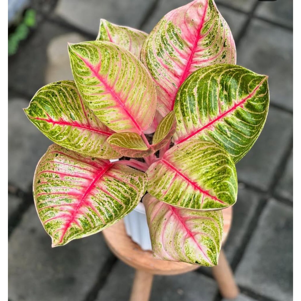 Tanaman Hias Aglonema moonlight bibit bonggol/bonggol aglonema moonlight berakar dan bertunas asli