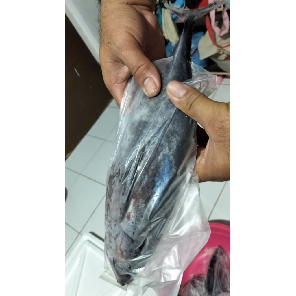 

Ikan tongkol 250gr