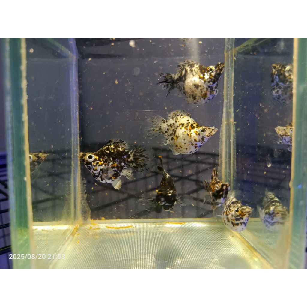 Ikan Molly Balon Marble