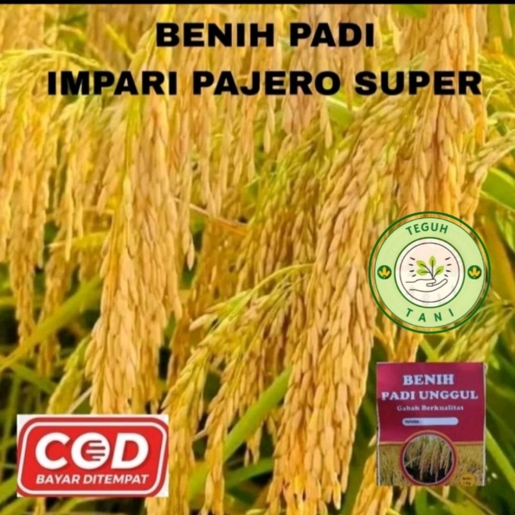 BENIH PADI INFARI PAJERO 5KG