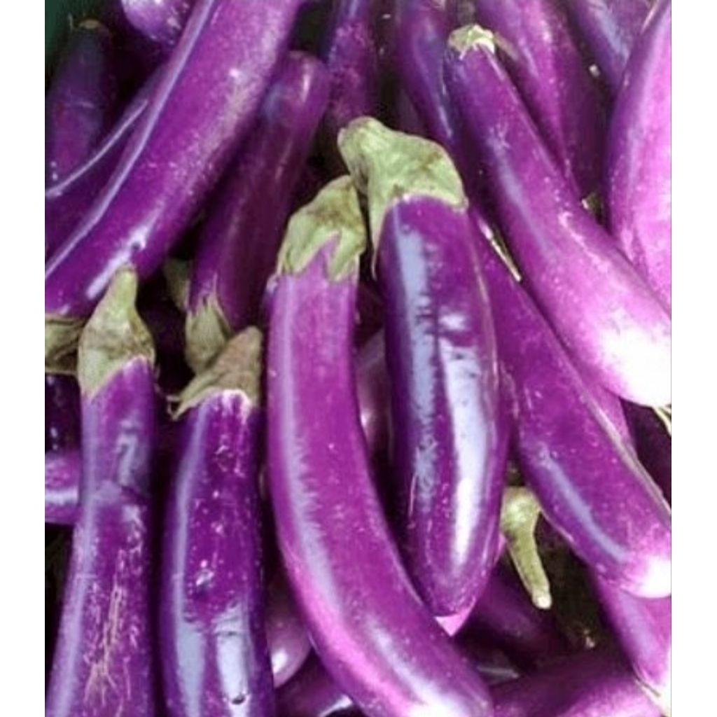 

Terong ungu segar - Andira Fresh