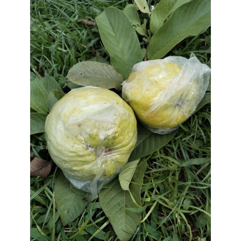 

Jambu kristal kebumen 1 kg isi 4 fress dari kebun