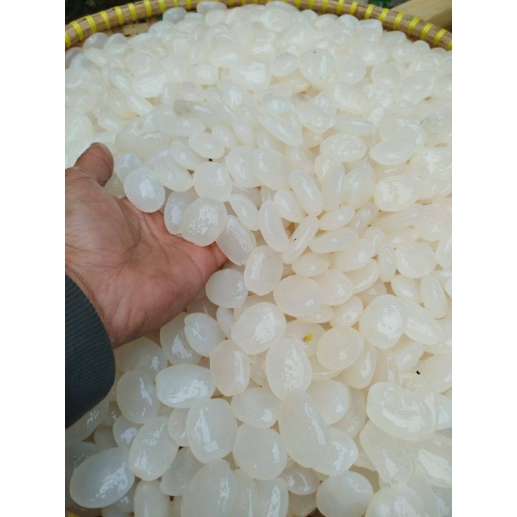 

kolang Kaling kualitas pilihan super kenyal 1KG SIAP KITA KIRIM