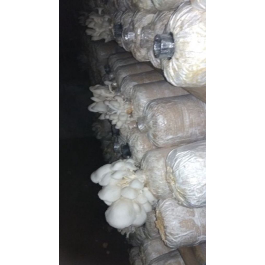 Media tanam bibit baglog jamur tiram coklat