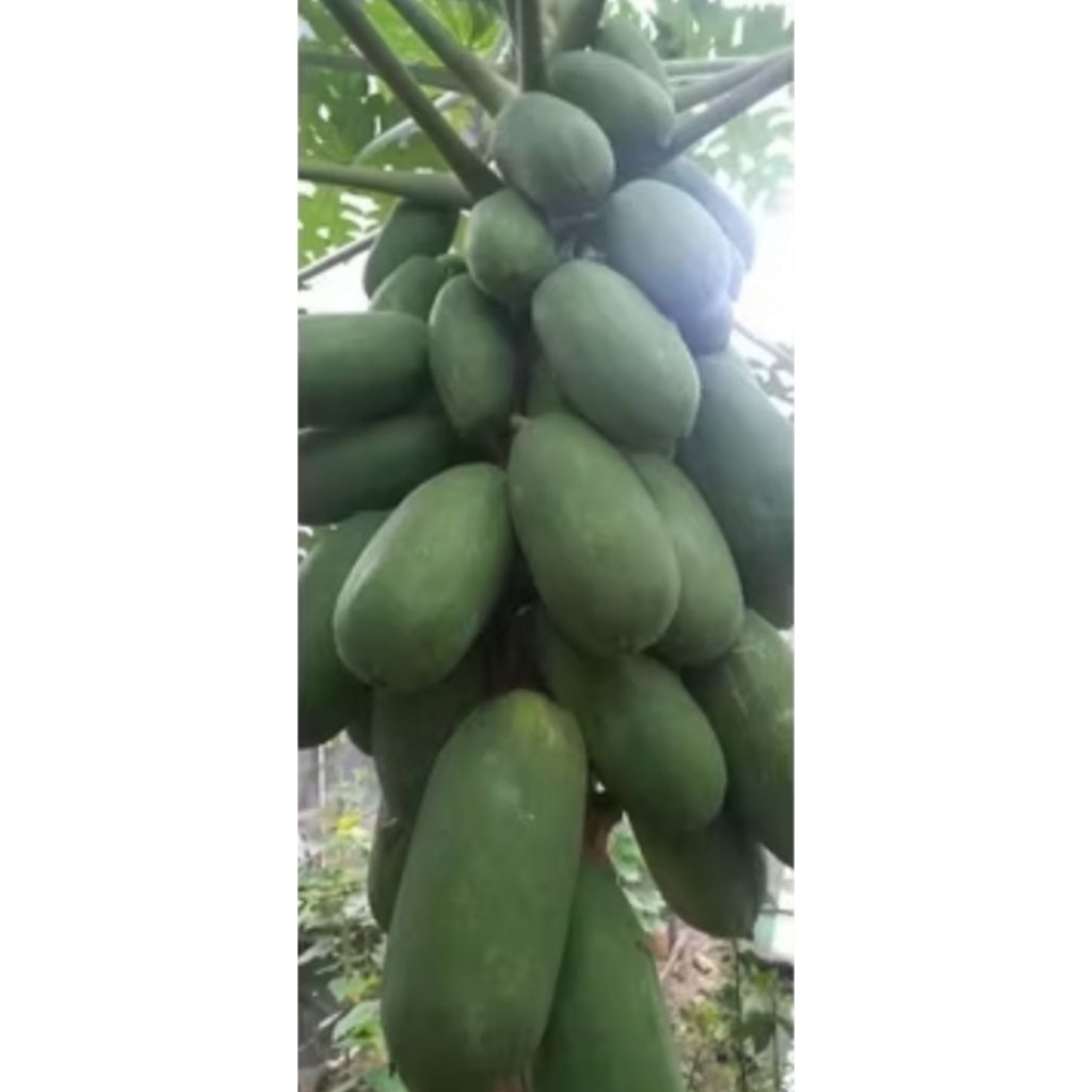 

1 KG Pepaya Muda Segar | Pepaya Mentah untuk Sayur Asin Manis & Rujak.