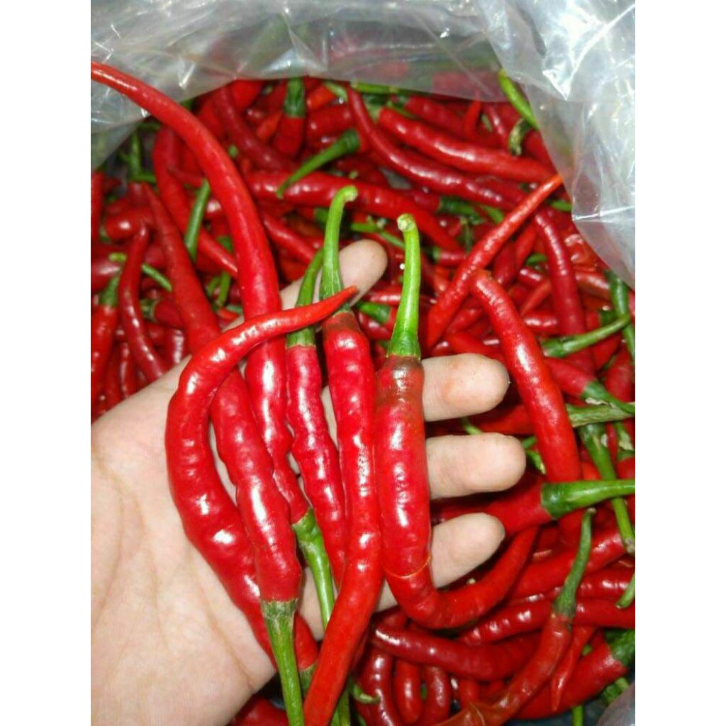 

Cabe merah fresh