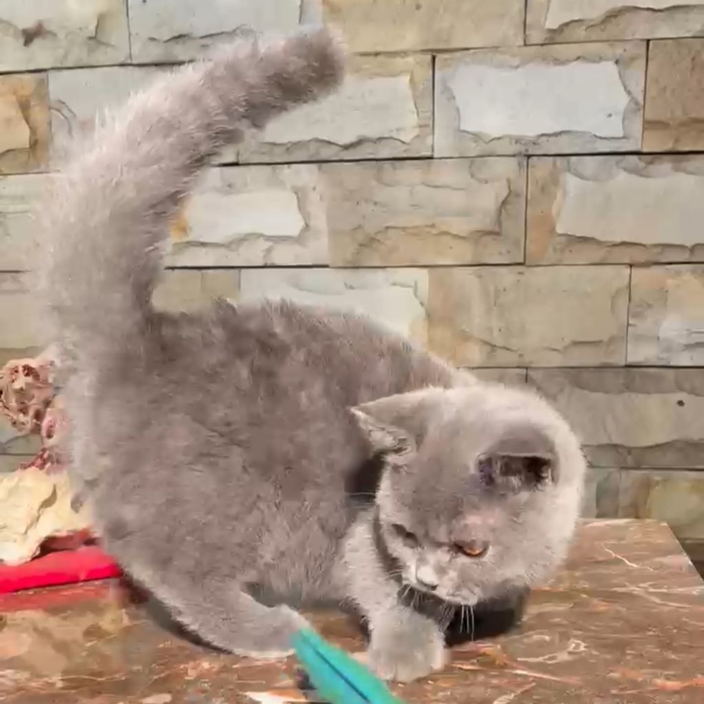 Anak Kucing BSH Munchkin Jantan | kitten bsh munchkin jantan blue