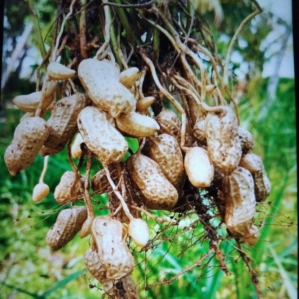 

kacang tanah 15kg