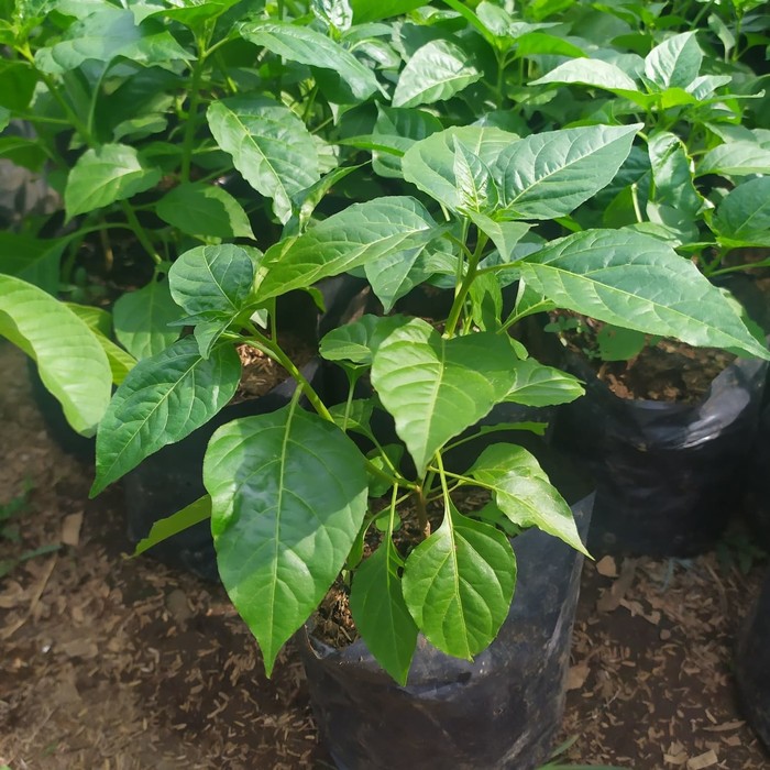 Paket 5 tanaman cabe rawit setan / Pohon cabe rait setan / cabe rawit pedas