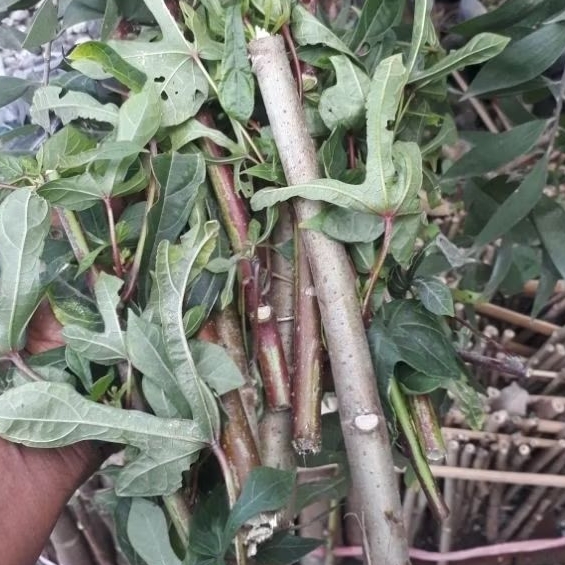 

makanan kambing telopapua singkong papua bibit pohong super