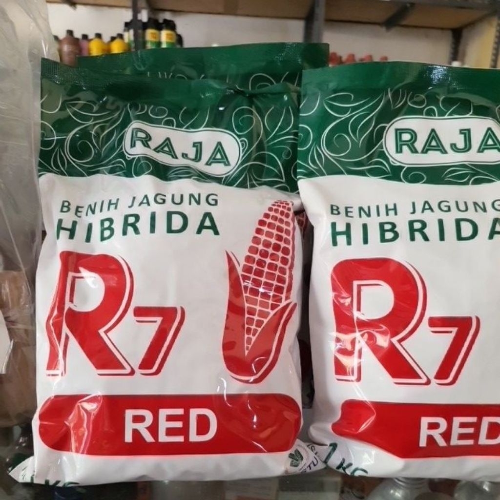 BENIH JAGUNG HIBRIDA R7 RED 1KG