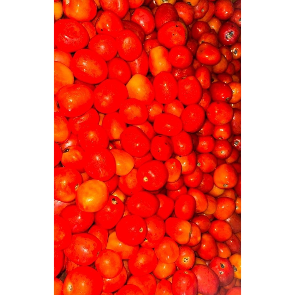 

Buah Tomat Perkilo langsung kirim only instan