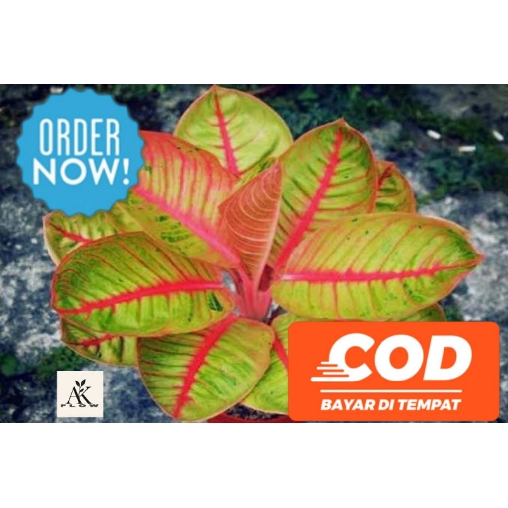 Bibit anakan aglonema goliath termurah promo