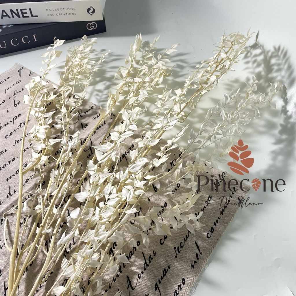 RUSKUS ITALY DRIED FLOWERS BUNGA DAUN KERING RUSKUS DF31