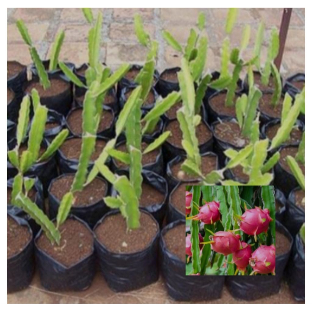 

bibit buah naga merah