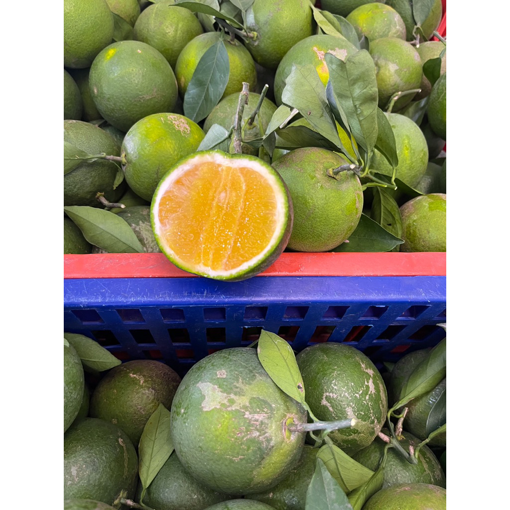 

2kg Jeruk Baby Java Isi 10-16 Buah, Jeruk Batu, Rasa Manis, Cocok Untuk MPASI