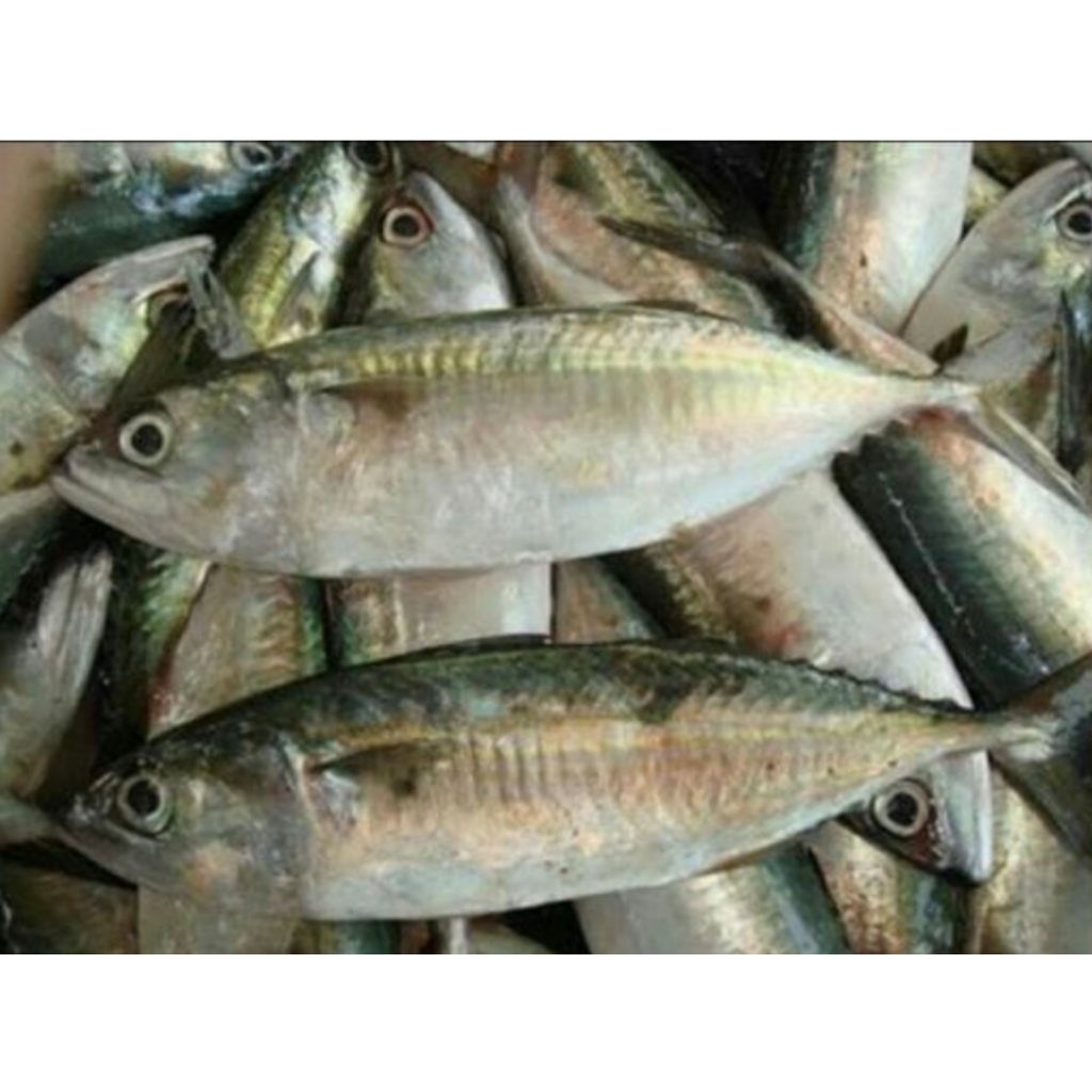 

ikan kembung segar kecil 1kg