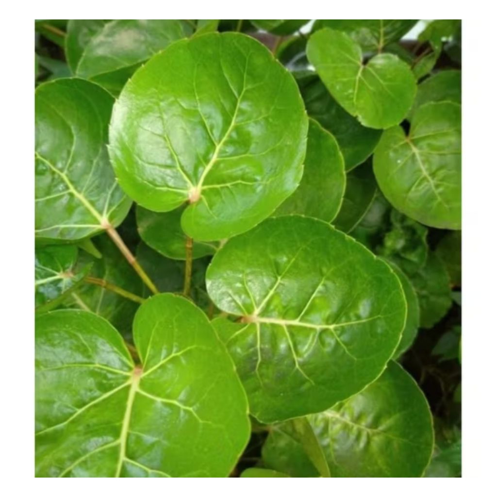 

Daun Mangkokan Fresh 200gr – Siap Pakai untuk Ramuan & Perawatan Rambut