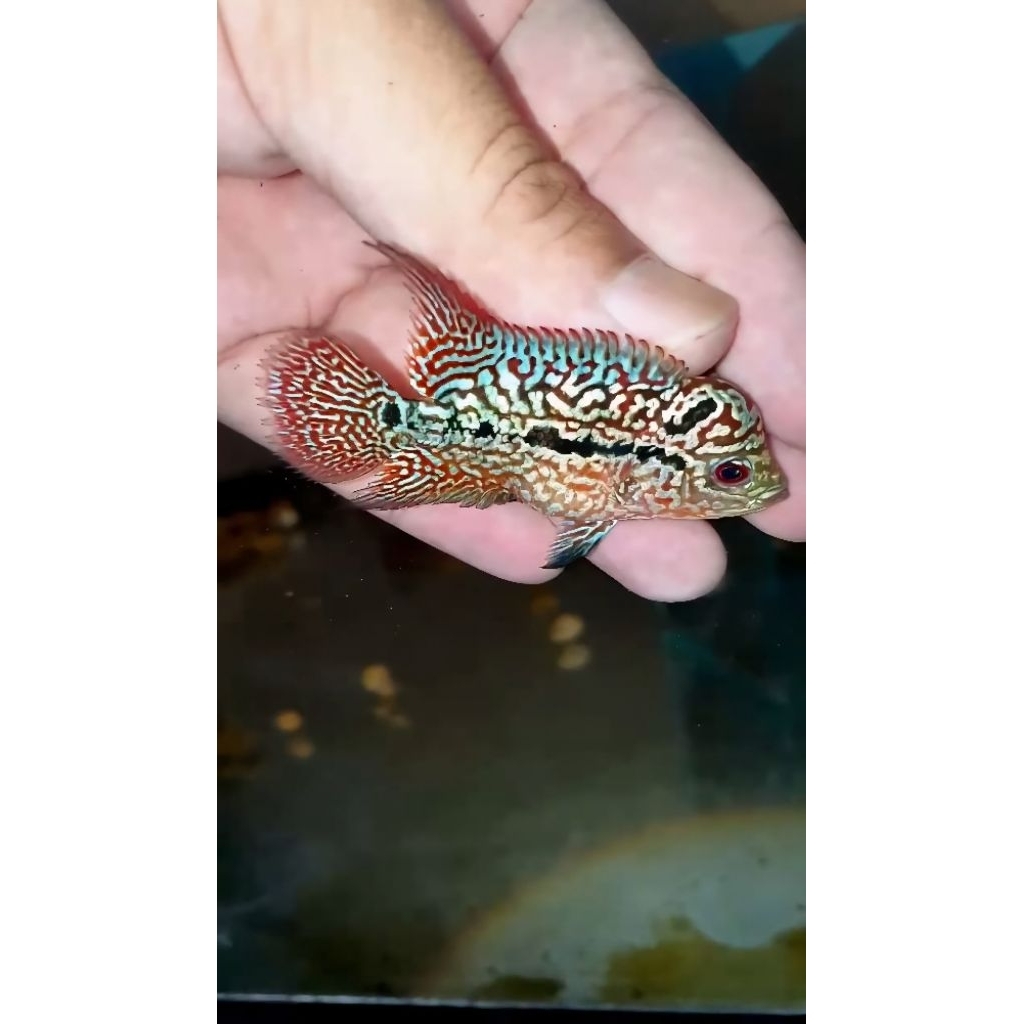 Super Red Kamfa F2 VVIP Male  IMPORT  -+ 6cm  kualitas kontes, special kompetisi grade,garansi hidup