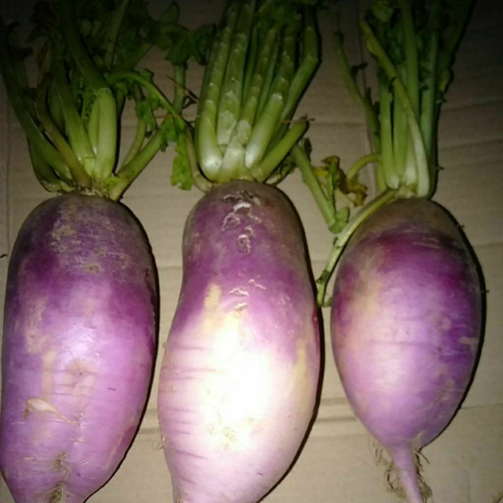 

SAYUR LOBAK UNGU MERAH