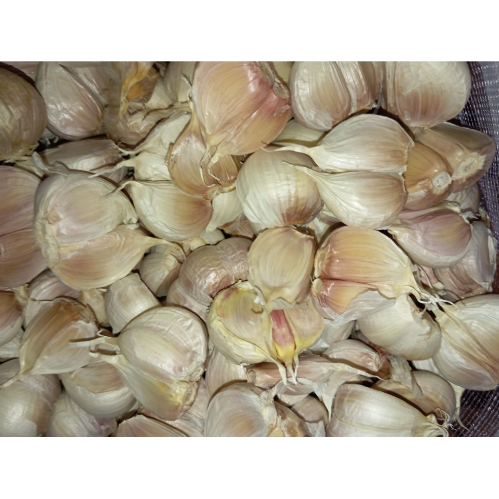 

Bawang putih kating Bersih dan Kering