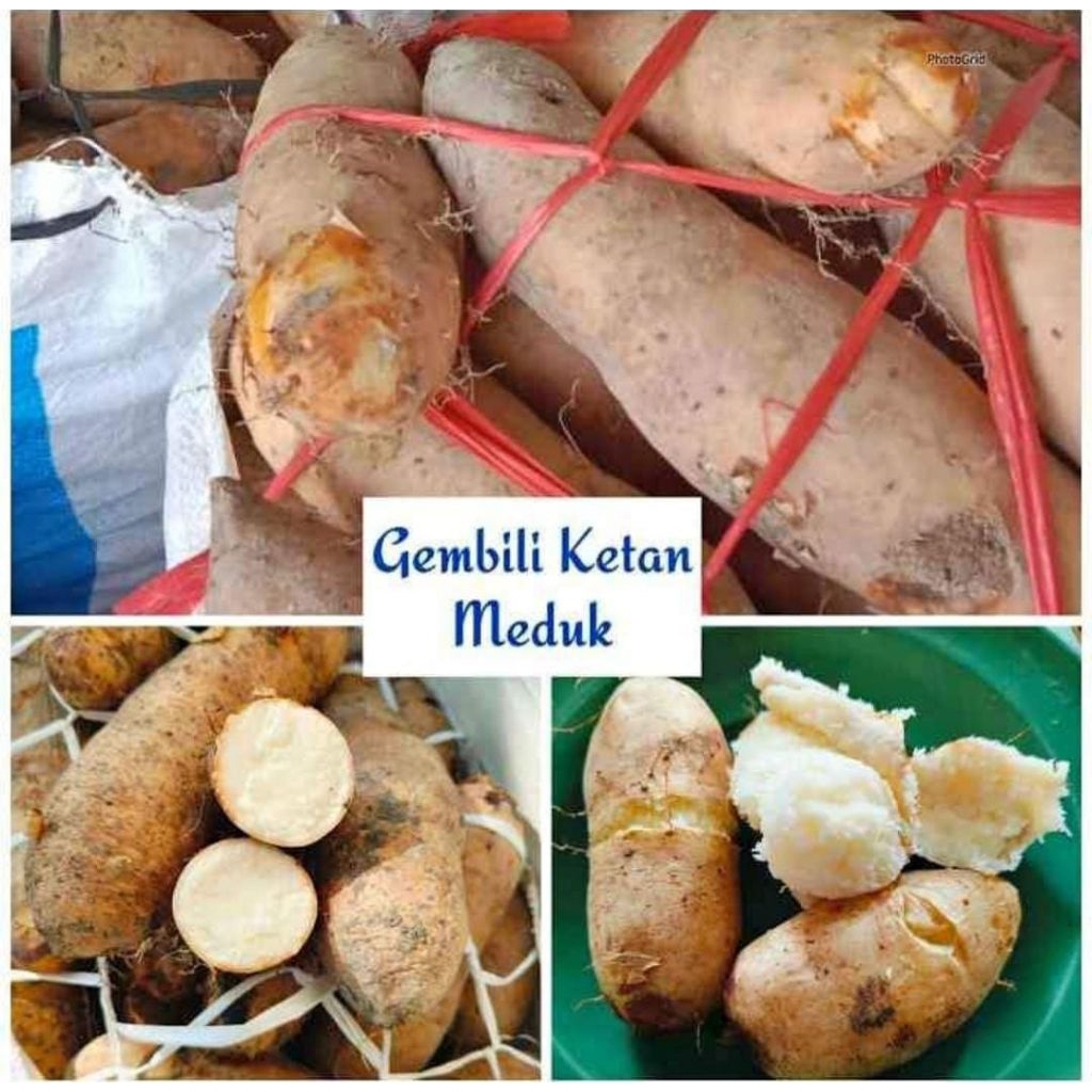 

gembili lonjong/ gembili ketan meduk