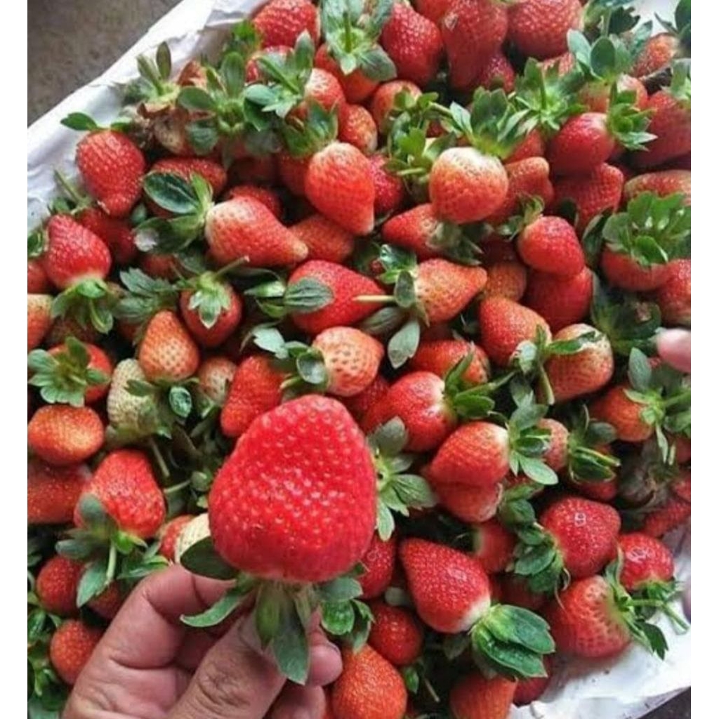 

strawberry fresh Jumbo 1 kg