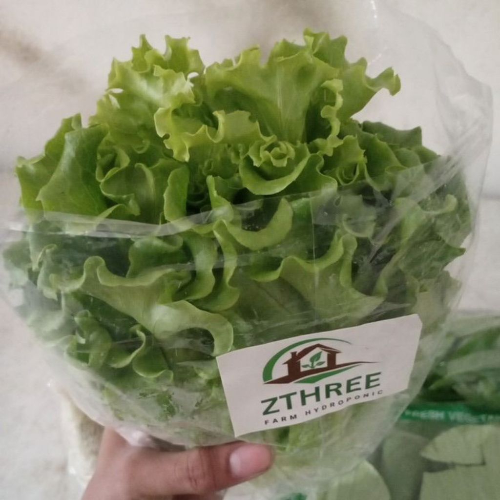 

pakcoy,selada,kangkung hidroponik