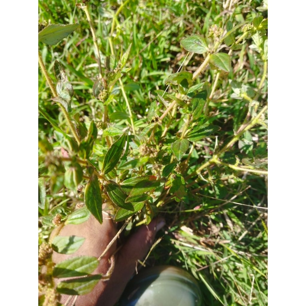 

daun patikan kebo segar 250g