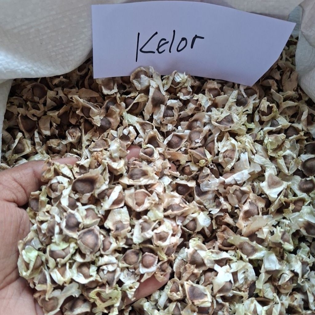 BIJI KELOR 1 KG (BENIH KELOR UNTUK BIBIT)/ BENIH SUPER