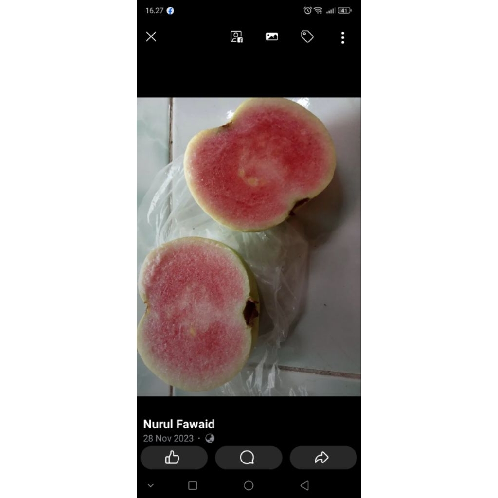 

jambu kristal merah super / Hongpause full media