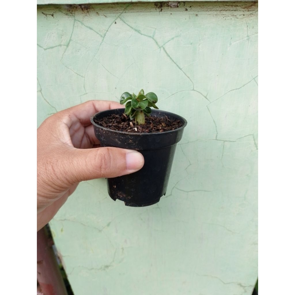 Adenium DHA (Dorset Horn Adenium)