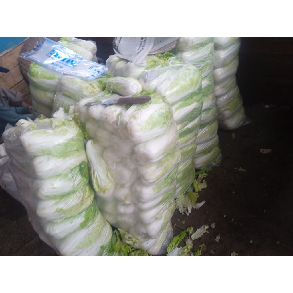 

Sawi Putih Super Grade A