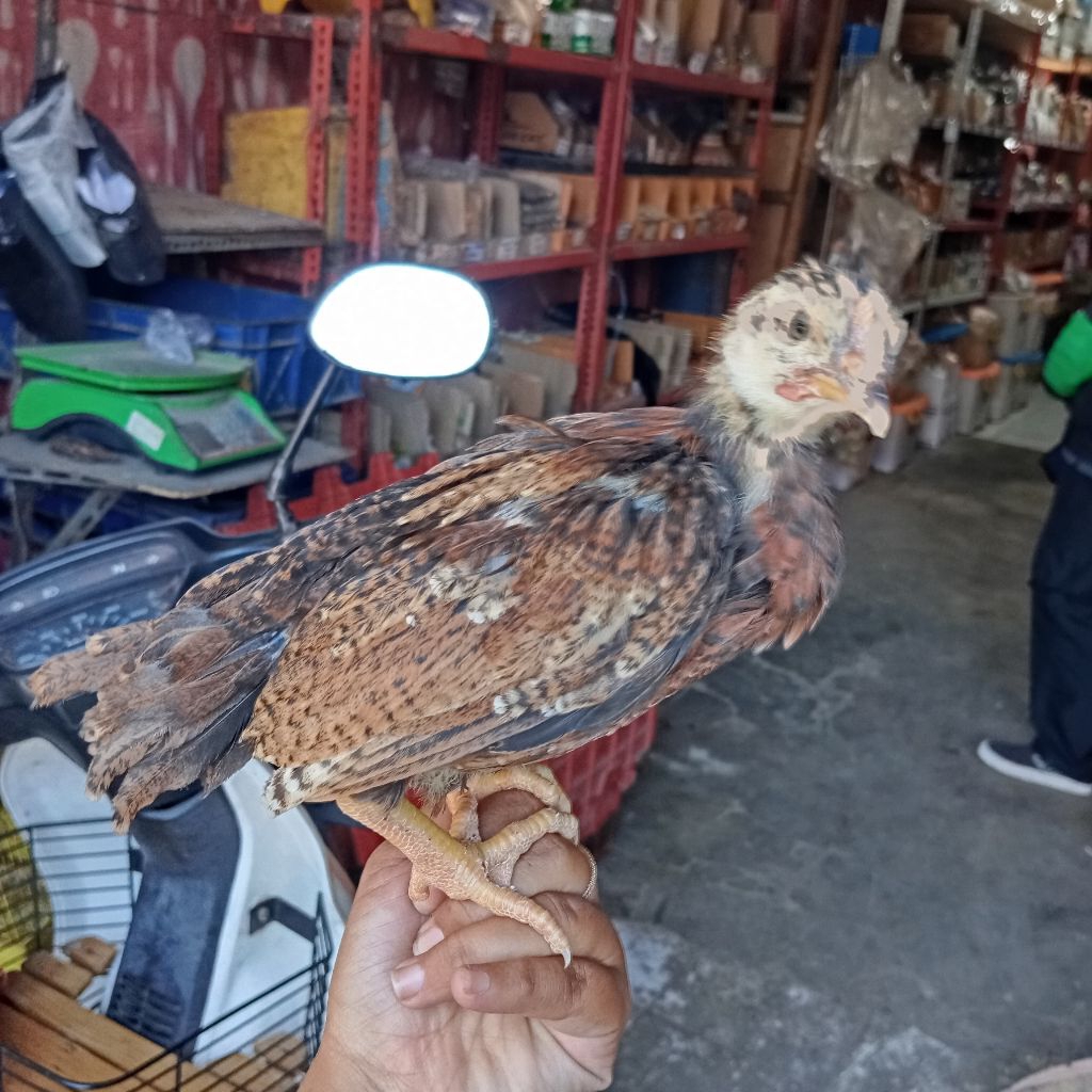 

AYAM KAMPUNG KUB - UMUR 6MINGGU