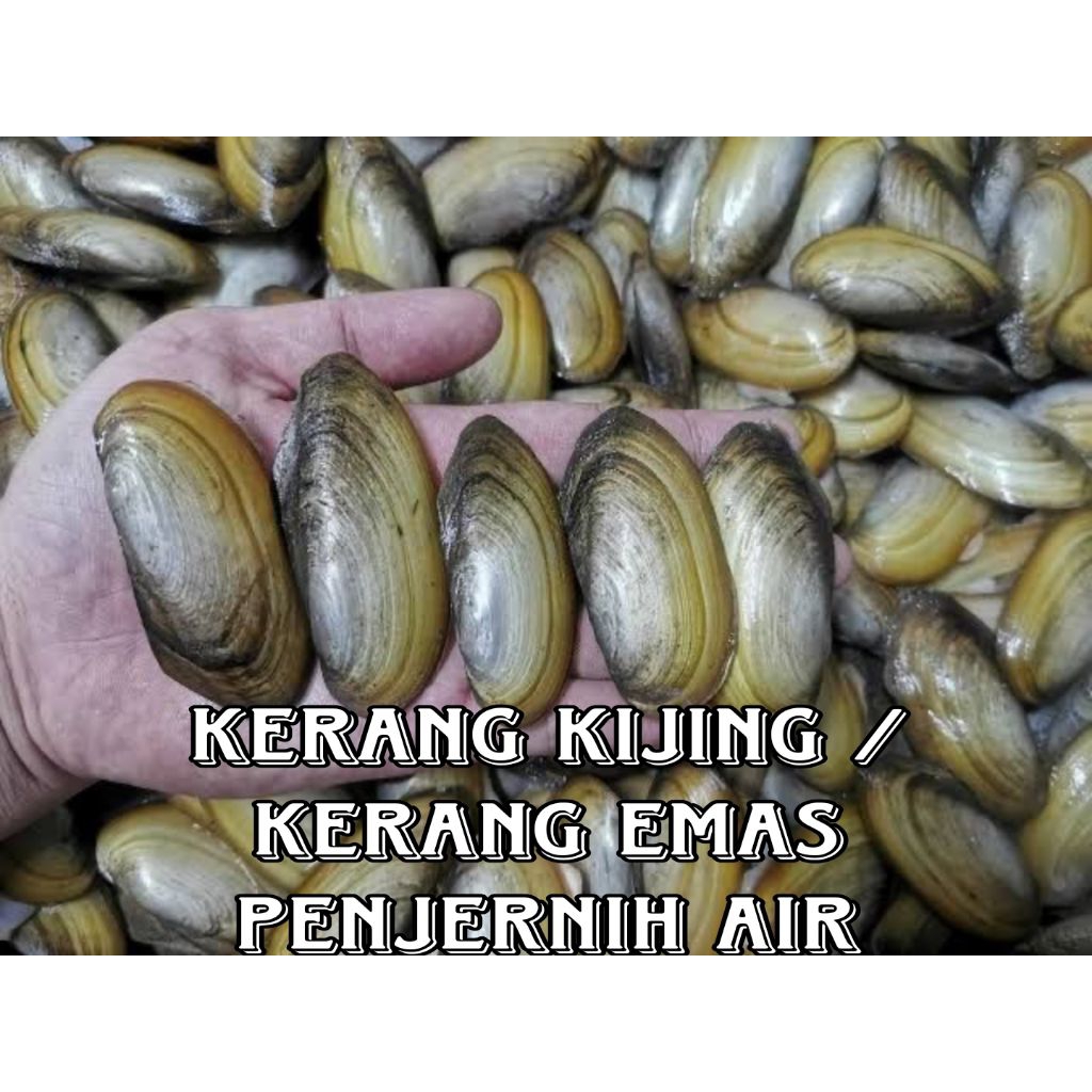 TERMURAH PENJERNIH AIR KERANG KIJING / KERANG MUTIARA