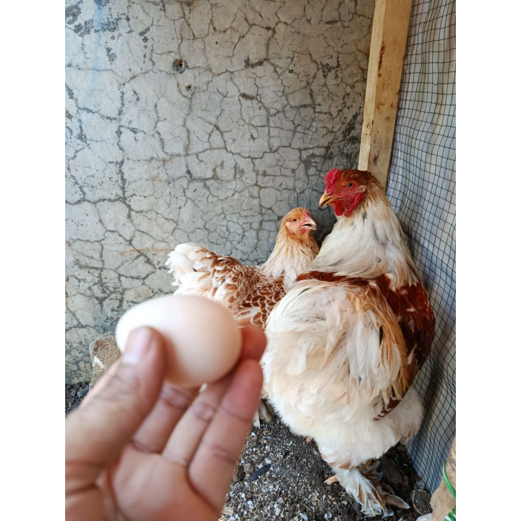 telur ayam brahma buff laced ori