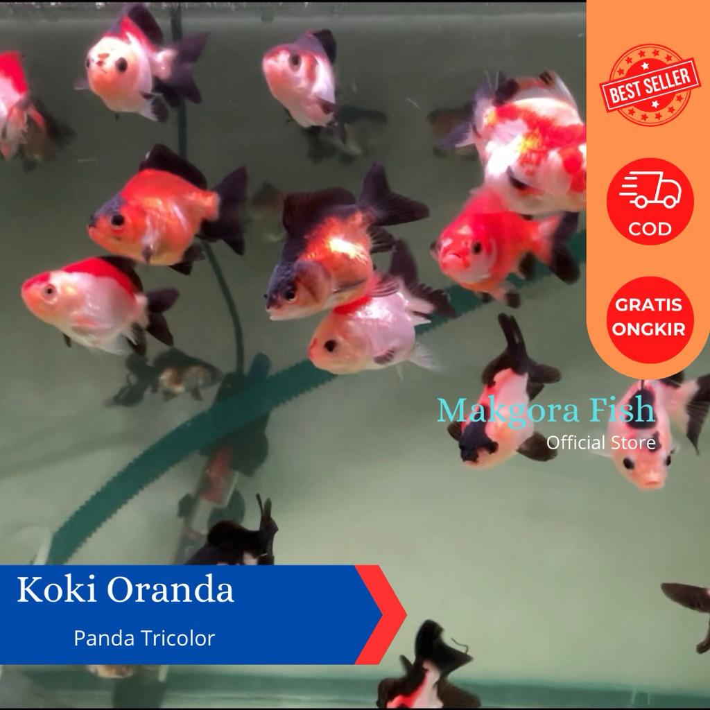 Ikan Hias Mas Koki Oranda Panda Tricolor 4-5cm Gold Fish