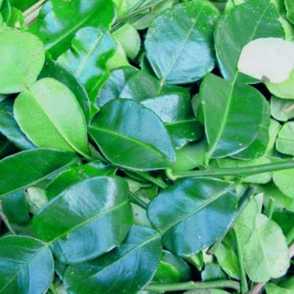 

Daun jeruk purut segar bumbu dapur masak alami fresh bumbu masakan sedap petik kebun langsung 50gram