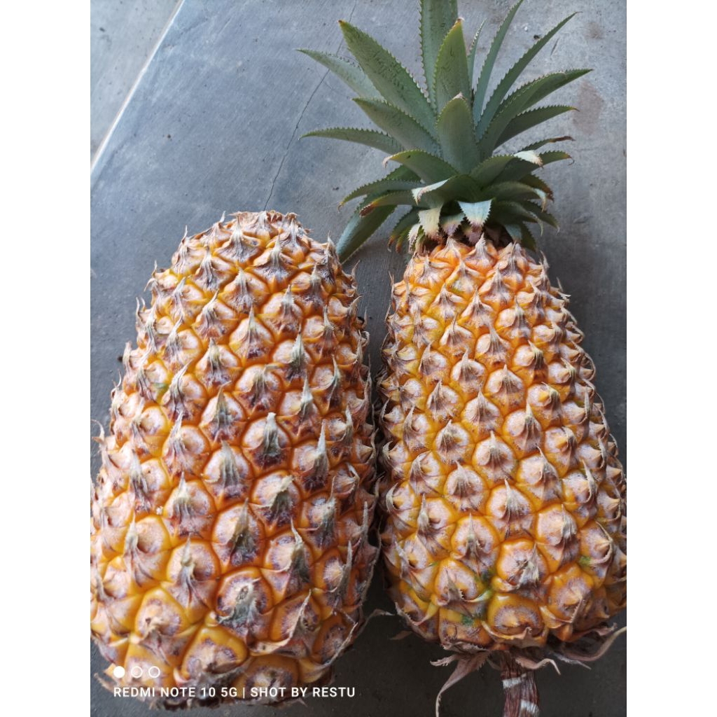 

Nanas Madu Asli Gunung Kelud Kediri//Asli Dari Kebon Sendiri
