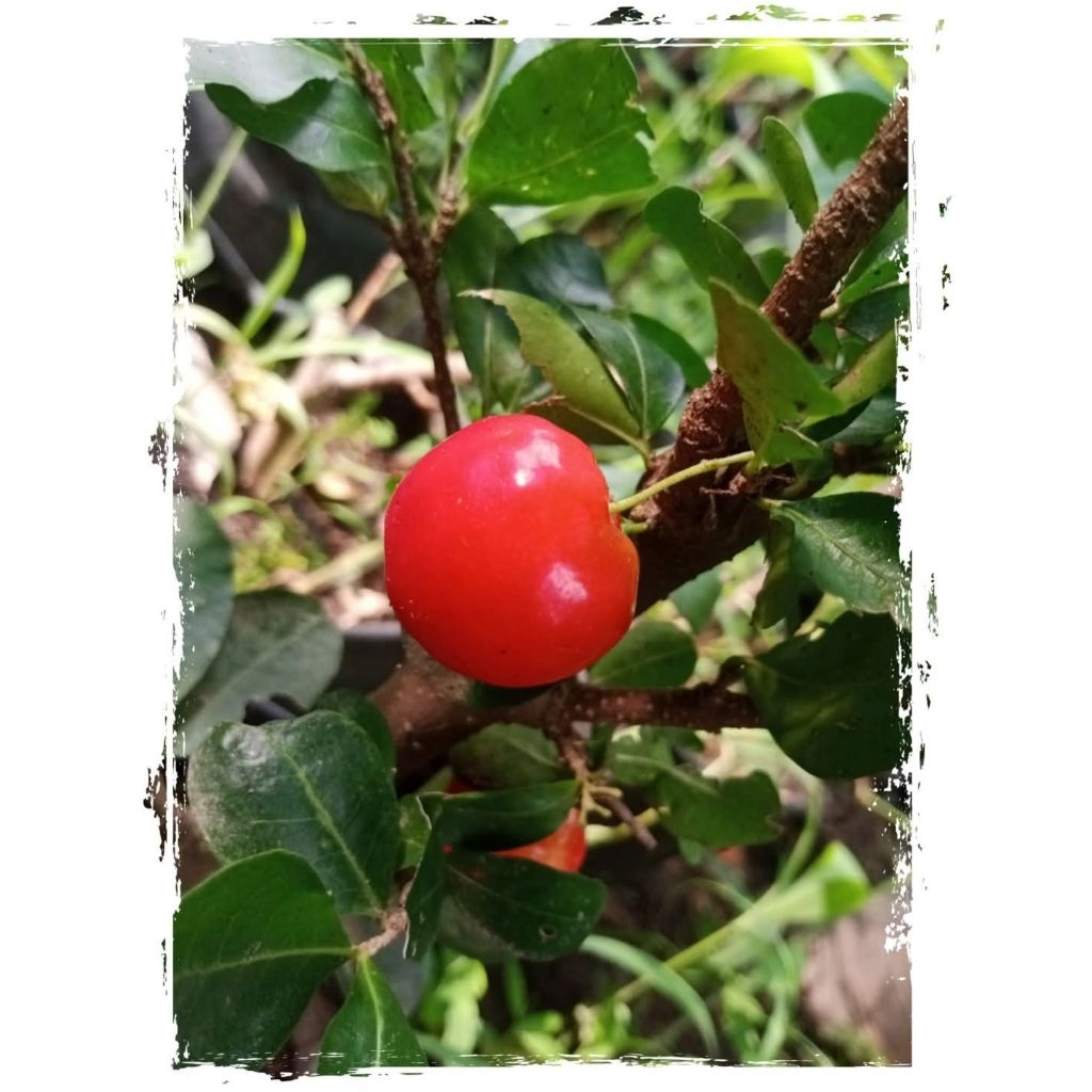 sianci cerry barbadot bibit bonsai berbuah