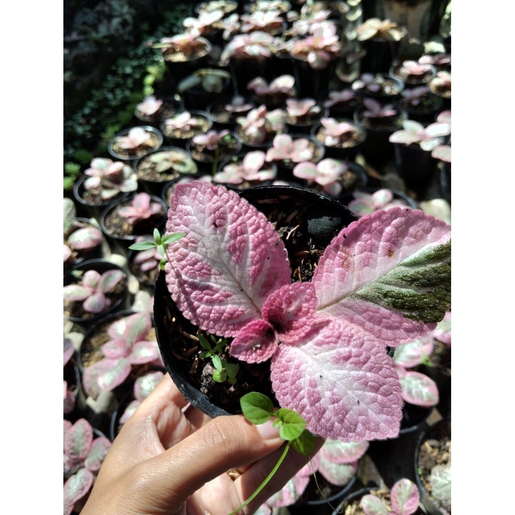 Cleopatra mutasi warna