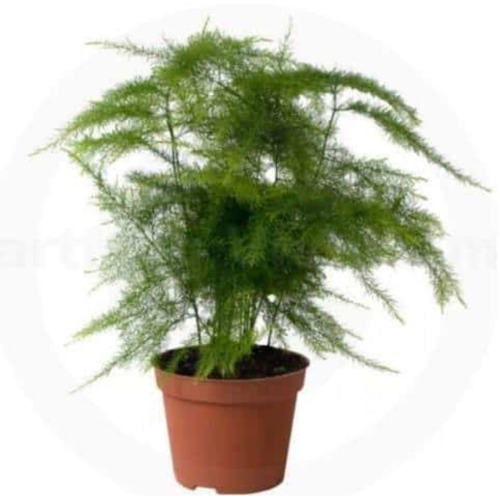 Bibit Tanaman Asparagus