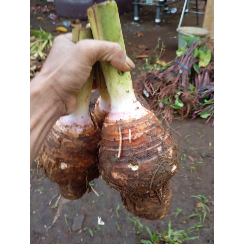 

umbi talas ketan wangi harga per 1 pcs