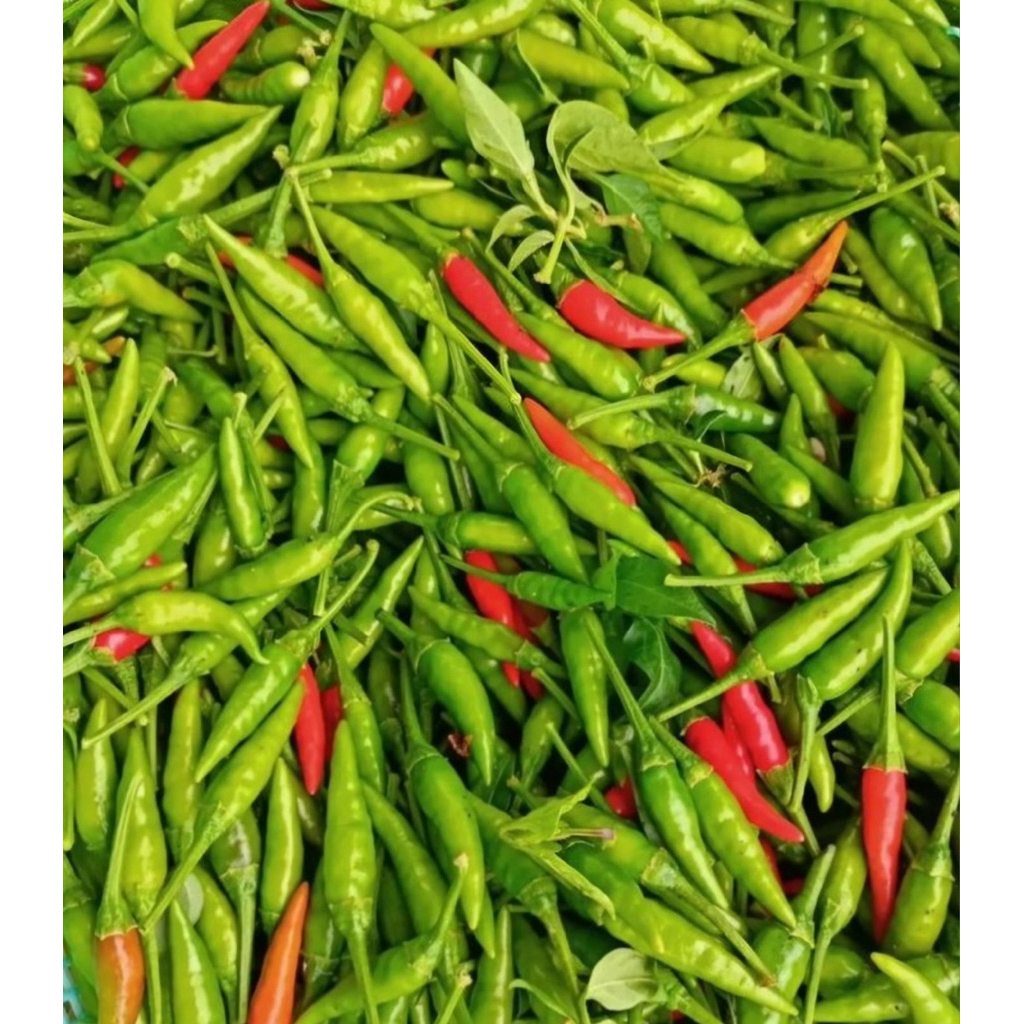 

Cabe fresh langsung dari petani