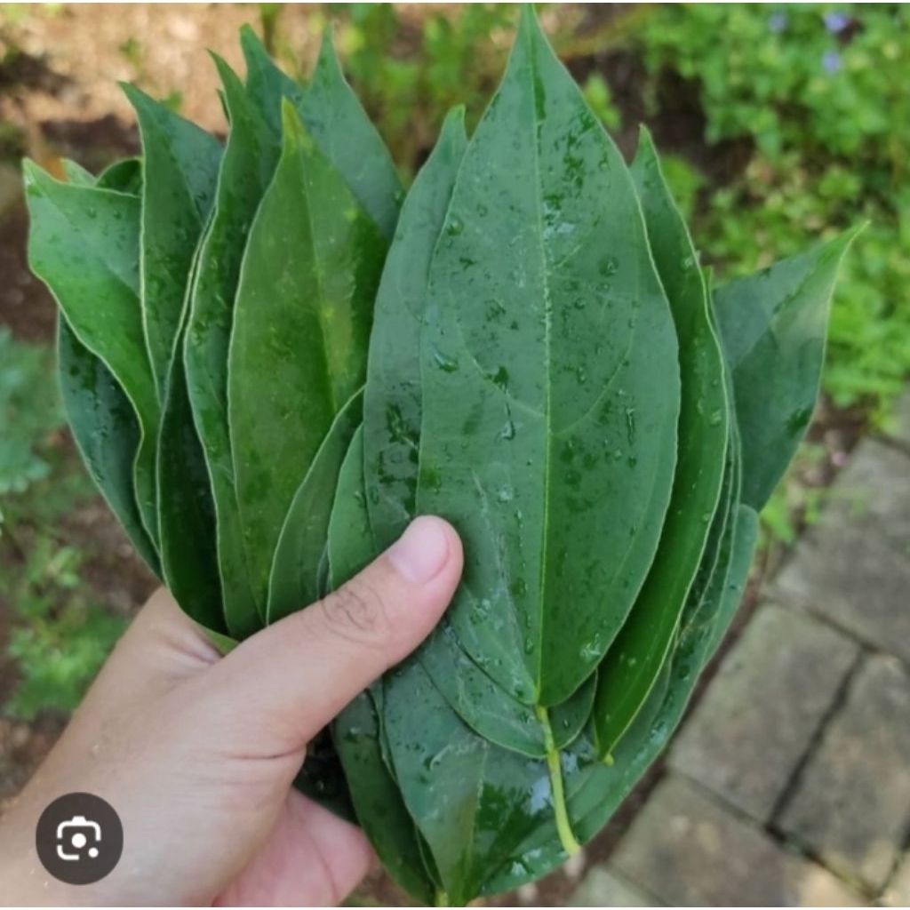 

daun cingcaw/kipanas 100 lembar