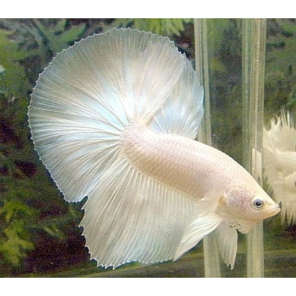 cupang halfmoon white platinum/HMWP, jantan