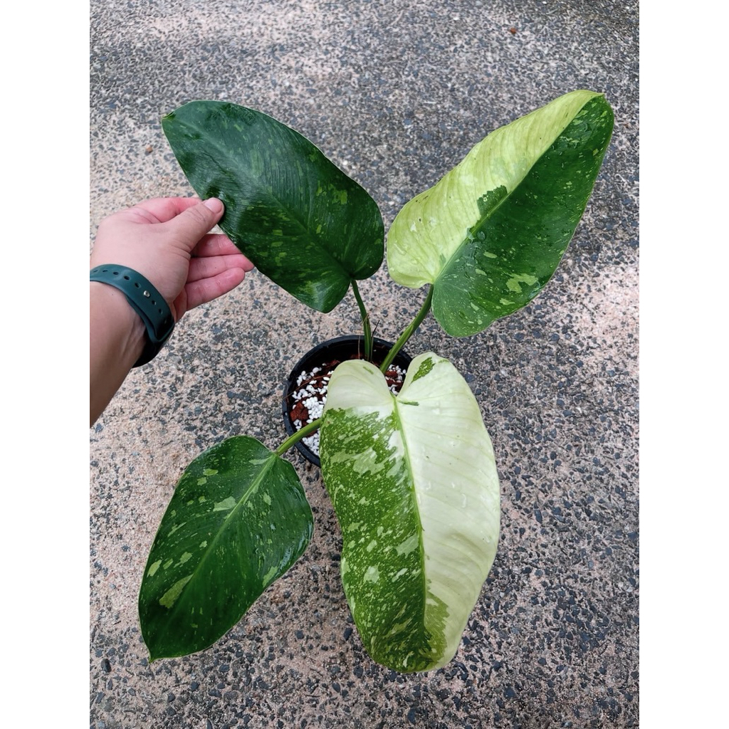 Philodendronndron Jose buono varigata